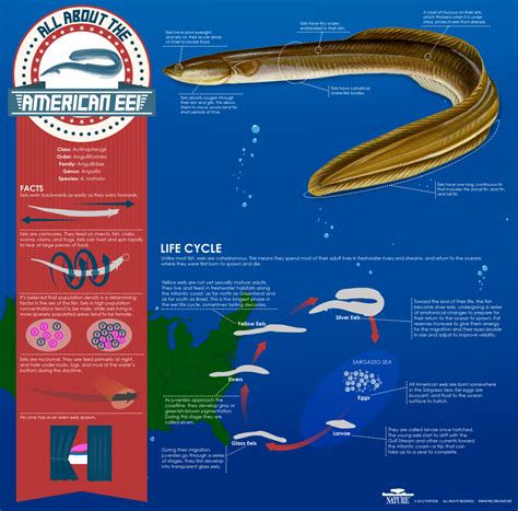 interesting facts about american eels