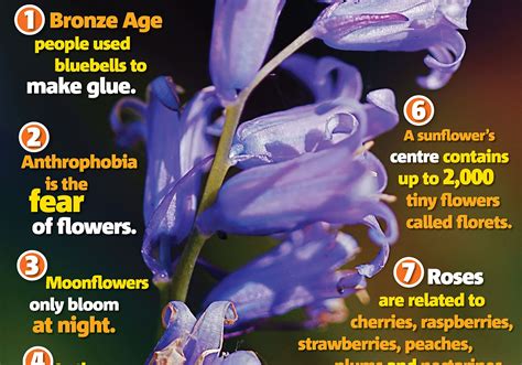 interesting facts about flowers