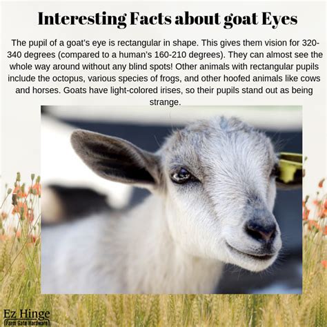 interesting facts about goats