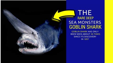 interesting facts about goblin sharks