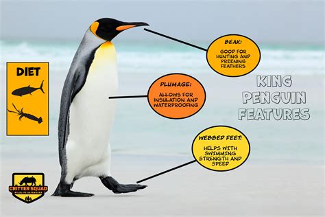 interesting facts about king penguins