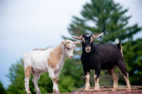 interesting facts about nigerian dwarf goats