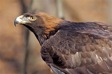 interesting facts about the golden eagle