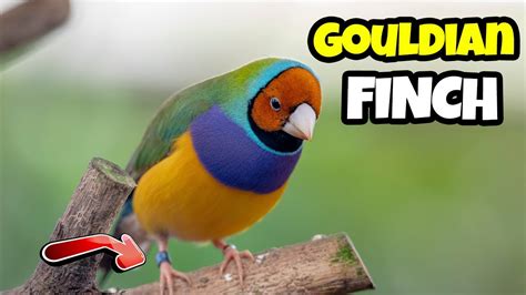 interesting facts about the gouldian finch