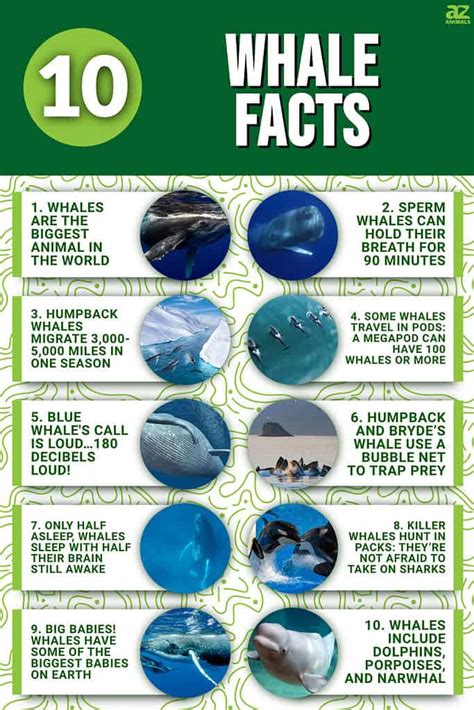 interesting facts about whales for kids