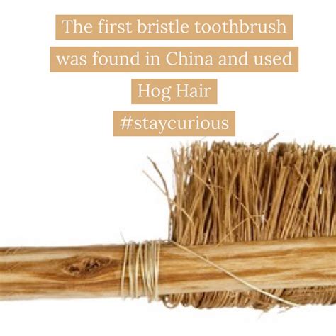 interesting facts on the bristle