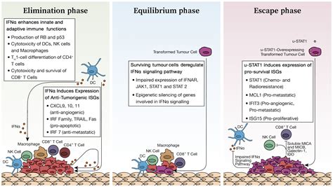 interferons immunity and cancer immunoediting