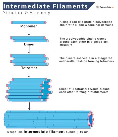 Intermediate Filaments Function Quizlet