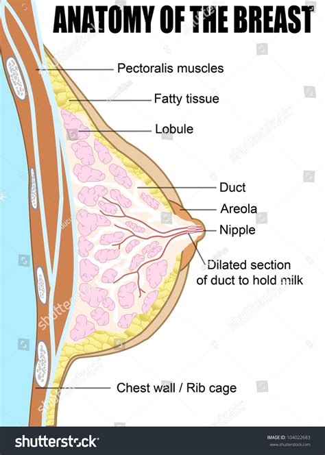Internal Breast Anatomy