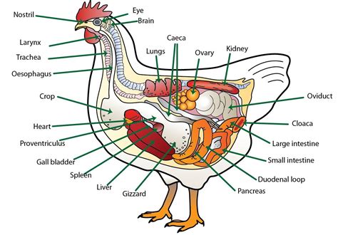 Organ Dalam Ayam dan Fungsinya