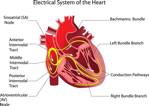 Internal Electrical System Of The Heart