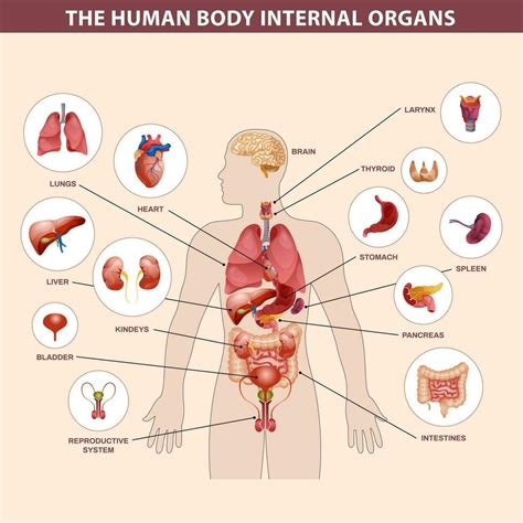 Internal Organs Human Body System