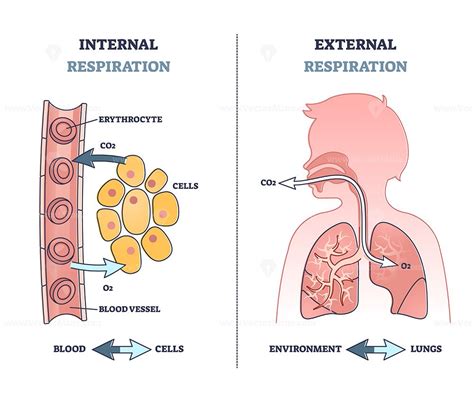 Unravel the Mysteries of Internal Respiration: A Comprehensive Guide
