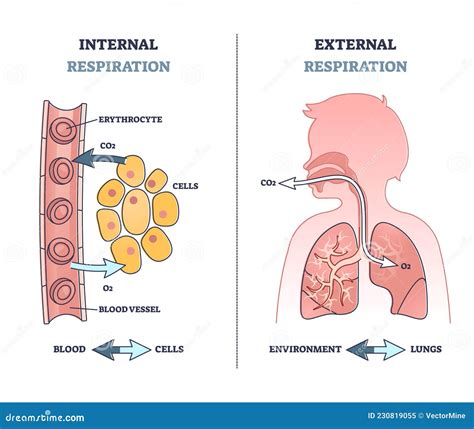 Unveiling the呼吸的秘密: Internal vs External Respiration Explained