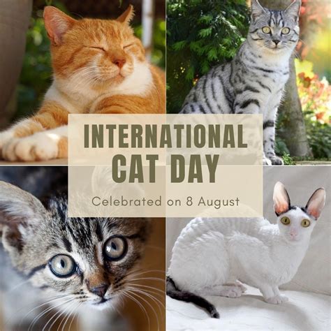 international cat day 2023 images