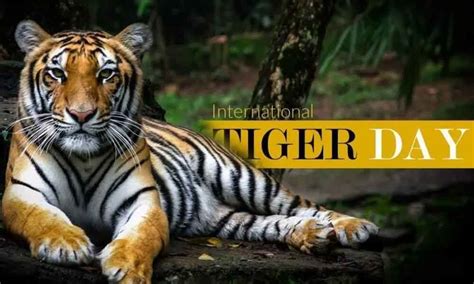 international tiger day 2013