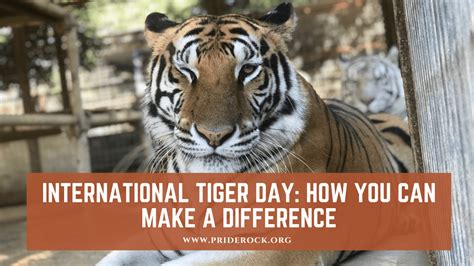 international tiger day 2020