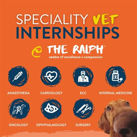 Internships For Veterinary Doctors