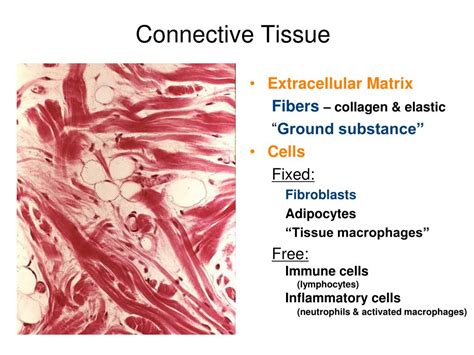 interrelation of connective tissue
