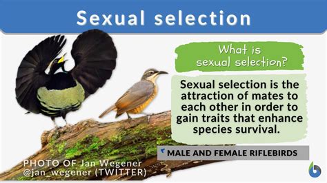 intersexual selection animal examples