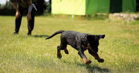 Interview Questions For A Dog Trainer