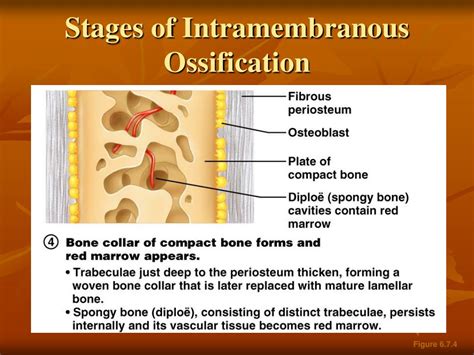 intramembranous ossification 4 steps