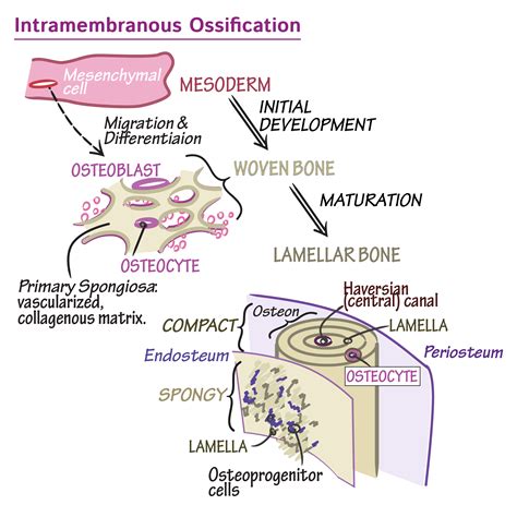 intramembranous ossification occurs in