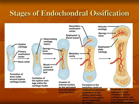 intramembranous ossification steps in order
