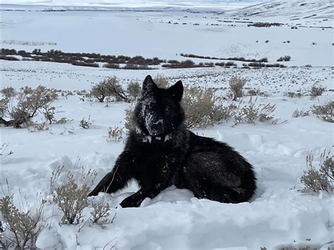 introduction of wolves to colorado