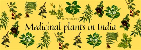 introduction to indian medicinal plants