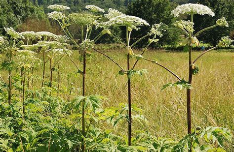 New Invasive Plant Found in Berks County Pennsylvania Landscape