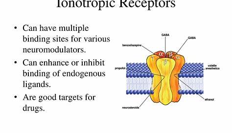 Ionotropic And Metabotropic Receptors Animation PPT PowerPoint