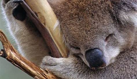 Iphone Cute Koala Wallpaper Baby Top Free Baby Backgrounds