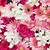 iphone wallpaper pink flowers