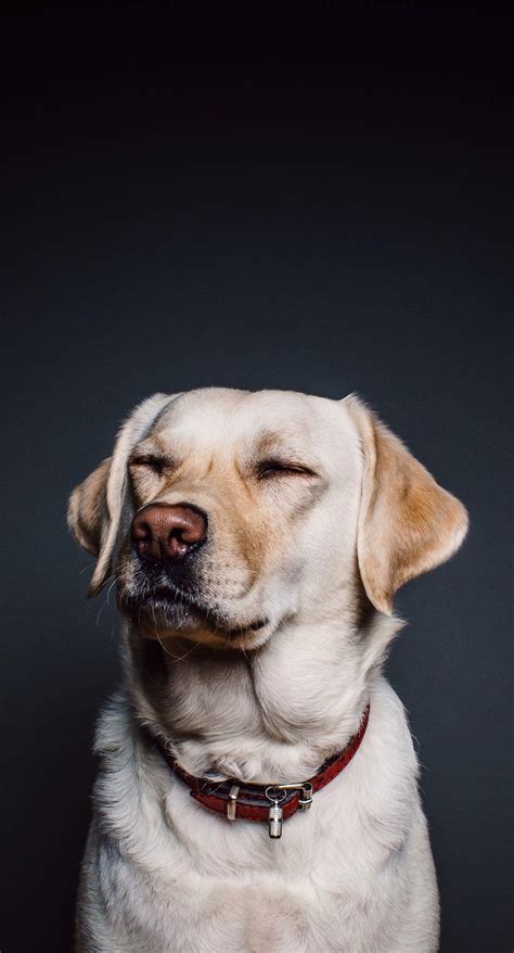 Dog Wallpaper 12