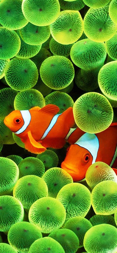 Clown Fish iPhone Wallpaper HD