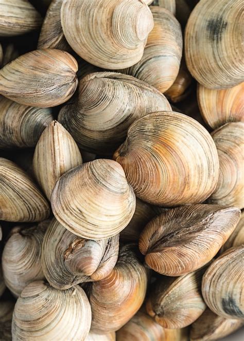 ipswich clams buy