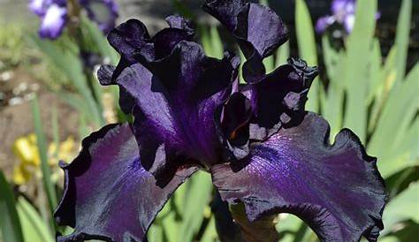 Iris Noir Fleur Photo Stock. Image Du Beau, Soyez, , Beauté