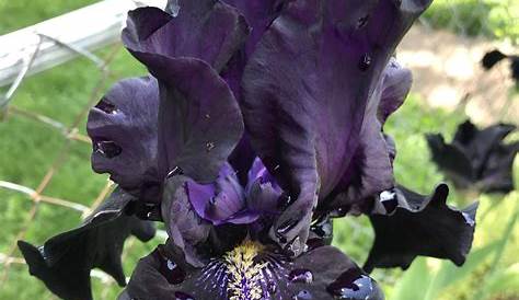 Iris Noir 2 De Jardin Etude En Plantes Vivaces Pour Le