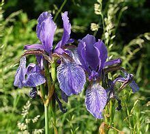 Iris gracilipes 0014 Iris gracilipes 0014