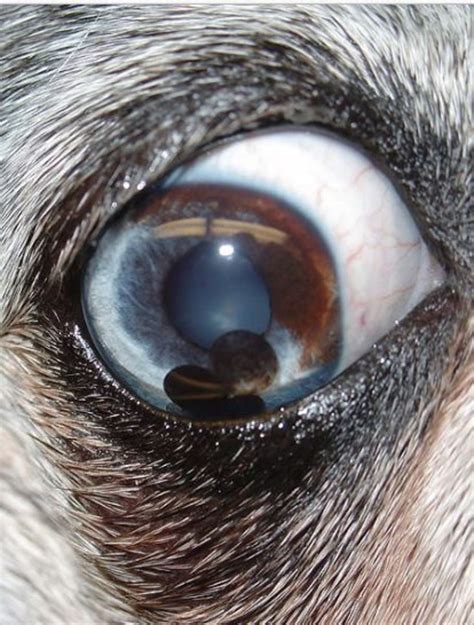 iris abnormalities in dogs