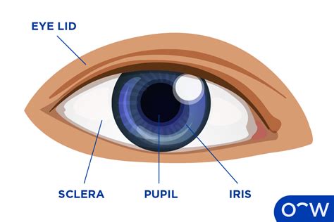 Iris Basic Definition