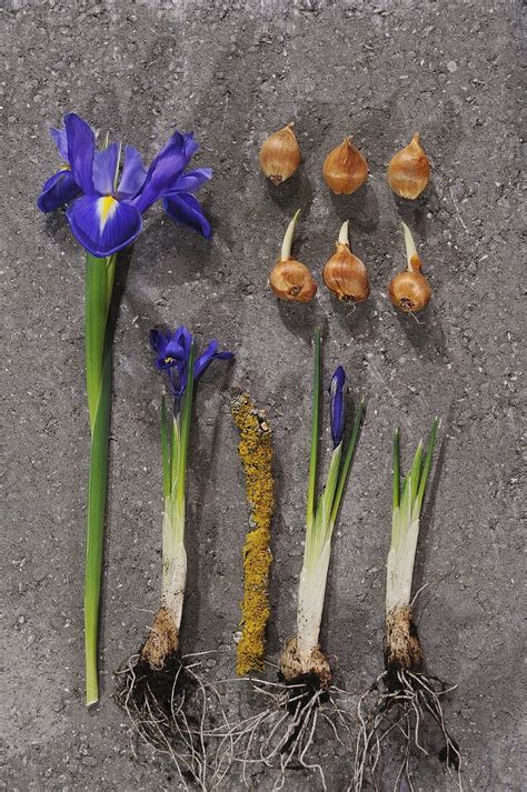 Iris Bulb Types