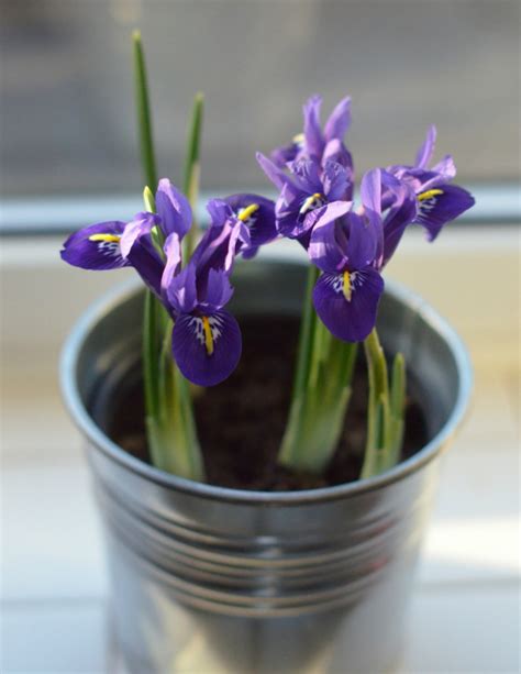 Iris Bulbs Indoors