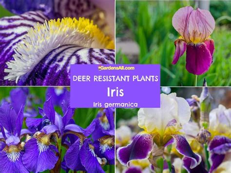 Iris Deer Resistant