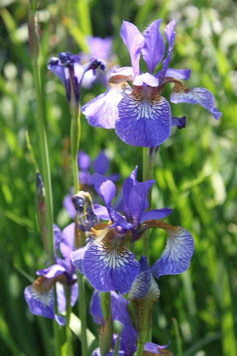 Iris Eye Flower