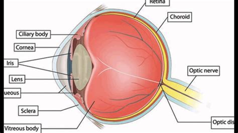iris eye function