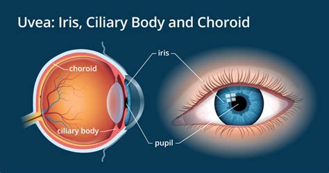 iris eye function in humans