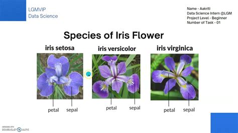 iris flower classification ml project report