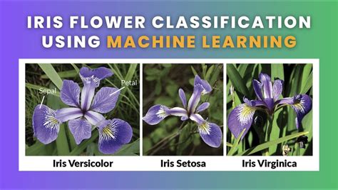 iris flower classification using ml